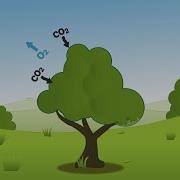 How Trees Capture And Store Carbon