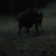 We Will Commit Wolf Murder Daycore