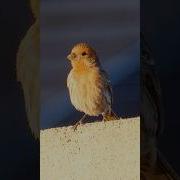 The Finch Enjoyed The Calmness DownBurst Media