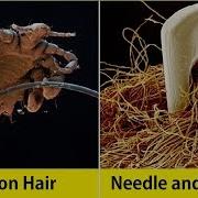 Microscopic Images Of Everyday Objects