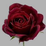 Time Lapse Of A Black Rose Blooming And Wilting