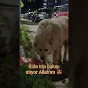 Pofuduk Dostumuz Pet Baby Dadlu Keşfet Yt Shorts