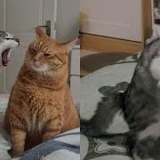 CATS Totally Bonkers And Weirdly Unpredictable Video Compilations