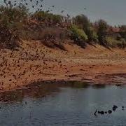 A Sky Full Of Birds Stunning Quelea Murmuration