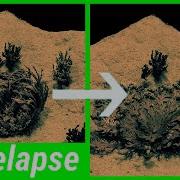 Rose Of Jericho Time Lapse Resurrection Plant Desert Plant 4k Anastatica Hierochuntica
