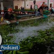 Learning English Podcast September 12 2023