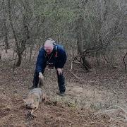 Caught Coyote By The Tail Foot Trap