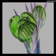 FREE FOR PROFIT PRETTIFUN GINSENG MISOGI OK TYPE BEAT
