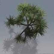 SpeedTree Pandanus Proof Of Concept
