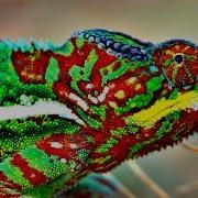 How Do Chameleons Change Color