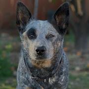 BLUE HEELER HERDING INSTINCT TEST