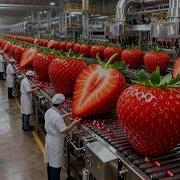 Inside The Massive Strawberry Jam Factory How Fresh Strawberries Become Premium Jam