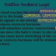 Negative Feedback Loops Vs Positive Feedback Loops