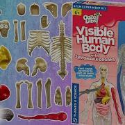 Ooze Labs Visible Human Body