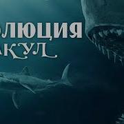 Эволюция акул Познавательное видео