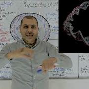 Microbiology Bacterial Cell Structure DNA Ribosome Cell Wall Cell Membrane