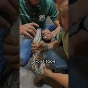How Many Teeth Does A Snake Have Shorts