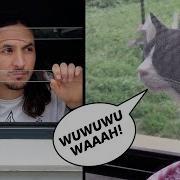 How To Make A Song With Your Neighbour S Cat Let Me In