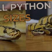 The Various Sizes Of Ball Pythons From Hatchling To Adult