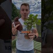 Growing Sweet Potatoes A Step By Step Guide