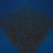 Boid Clustering Simulation In Unity