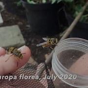Adult Release Hoverfly Lagoons