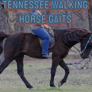 Tennessee Walking Horse Gaits