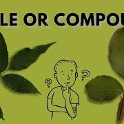 Learn How To Recognize Compound Leaves Simple Vs Compound Leaves