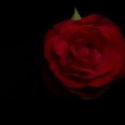 Red Rose Bloom 4K Timelapse
