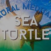 Unbelievable 432Hz Solfeggio Healing W Sea Turtle Relaxation Ascension Symptom Calming