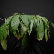 Studio Time Lapse Test Plant Coming Back To Life
