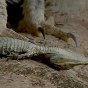 Owl Kills Baby Alligator 01 Time Lapse Speed X1