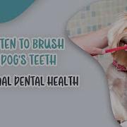 How Often To Brush Your Dog S Teeth For Optimal Dental Health