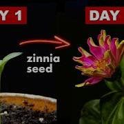 Growing Zinnia Flower From Seed 75 Days Time Lapse