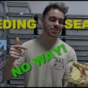 2022 Ball Python Breeding Season New Series How To Breed Ball Pythons