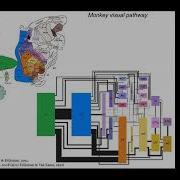 Prof Tony Movshon On Brain Mechanisms Of Visual Form Perception