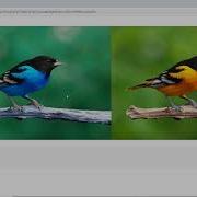 Basic Open CV Google Colab And Histogram Of Image In Python Image Processing Python Histogram