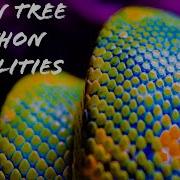 Green Tree Python Localities