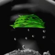 Golgi Apparatus An Animatic