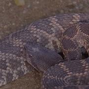 How Snakes Survived The Asteroid Hit