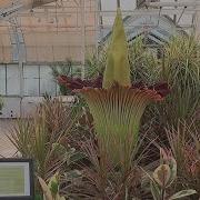Rare Corpse Flower Blooms At Franklin Park Conservatory