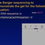 Sanger Sequencing Exercise