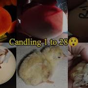 Chicken Egg Candling Day 1 21 Chicken Embryo Development Egg Hatching