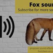 FREE Fox Sound Effect