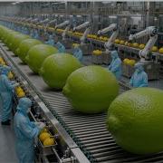 Inside A Modern Lime Production Factory Millions Of Fruits Processed Daily