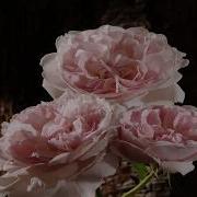 Rose 3 Buds Opening Into Flowers Dying Time Lapse