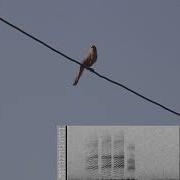 Large Grey Babbler Call With Spectrogram Bird Song 63 Type 2