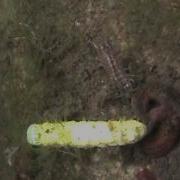 Leeches Vs Caterpillar Mp4