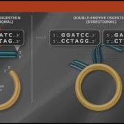 Overview Of Traditional Cloning