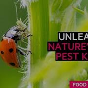 Fighting Agricultural Pests The Natural Way FT Food Revolution